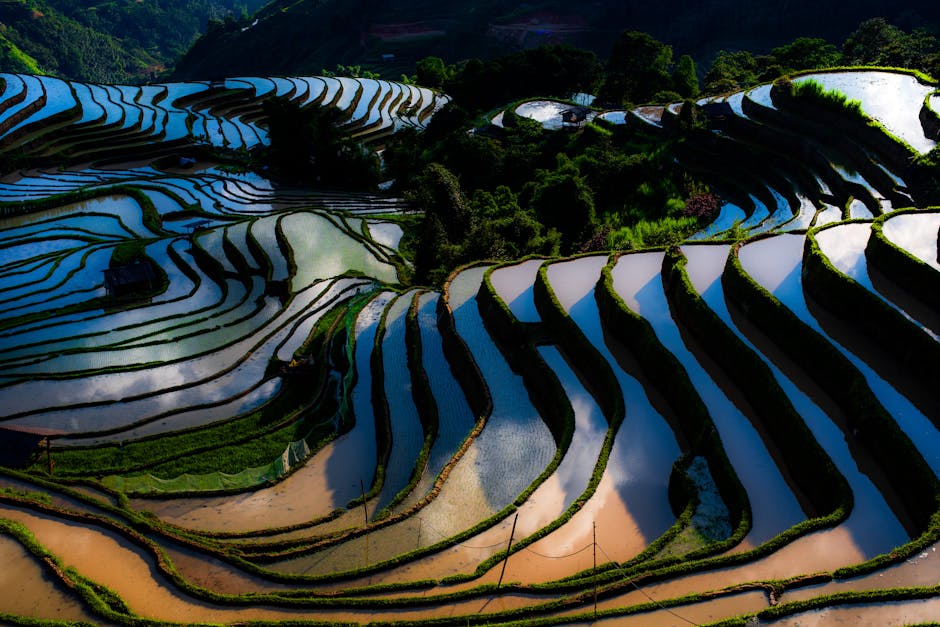China, felder, landkreis yuanyang