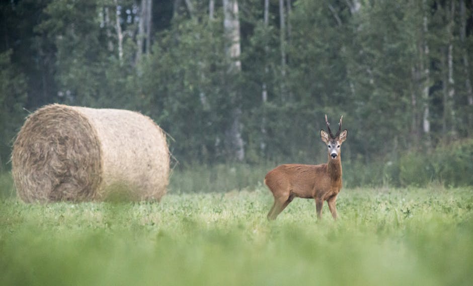 Brauner Hirsch Auf Gr&uuml;nem Grasfeld