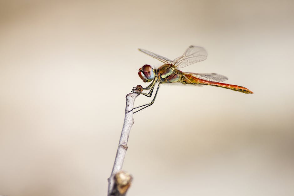 Libelle Thront Auf Braunem Stamm In Der Nahaufnahmefotografie