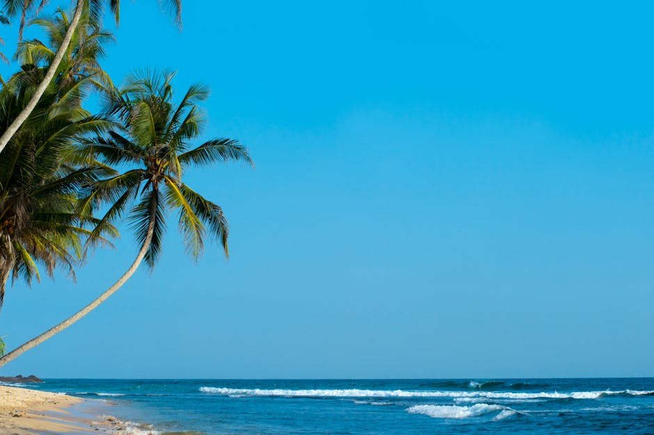Palme Mit Blick Auf Das Meer