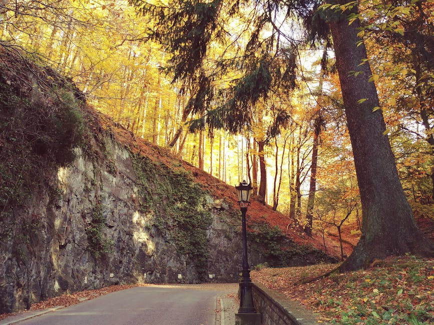 Weg Mit Baum Und Pfosten