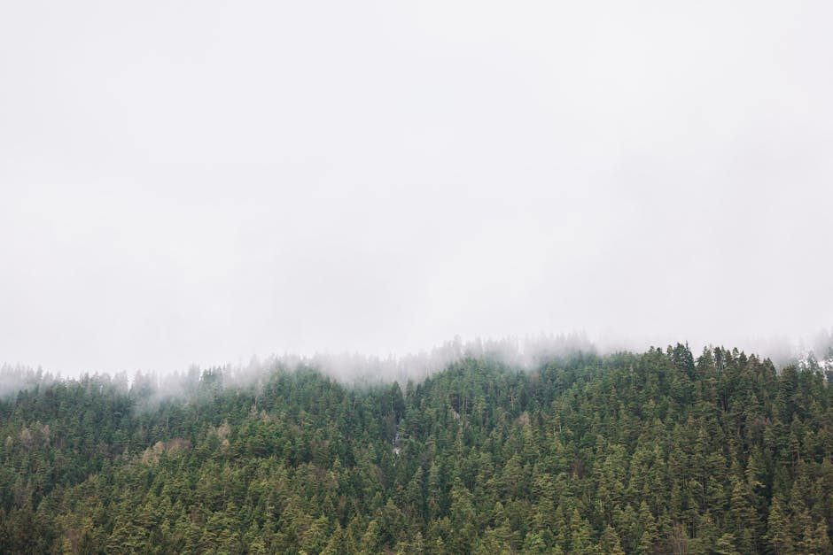 Wald Mit Nebel Bedeckt