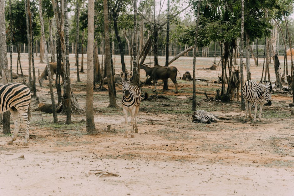 Afrika, afrikanisch, antilope
