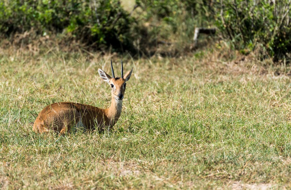 Foto Einer Gazelle, Die Auf Gras Liegt