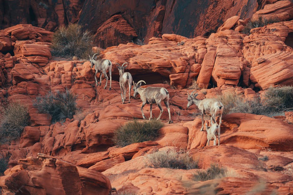 Antilope, berg, canyon
